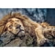 thumbnail image 2 of Rompecabezas Trefl Sleeping Lion 1000 piezas 69 x 48 cm, 2 of 7