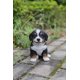 thumbnail image 2 of Estatua de cachorro de perro montés de Berna Hi-Line Gift Ltd, poliresina, 2 of 2