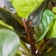 thumbnail image 2 of Ficus Lyrata 145cm Real Touch, 2 of 3