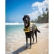 thumbnail image 4 of Chaleco Salvavida para Mascota talla M, 4 of 6