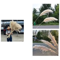 Genérico - Set 2 Plantas Pampas Artificiales Esponjosa Deco Bohemia Lau