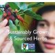 thumbnail image 4 of Herbal Tea Bravo Tea, cola de pavo y hongos, 20 bolsitas, 4 of 5