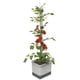 thumbnail image 1 of Plantadora vertical de tomates BUZZY Seeds Tom Tomato con espaldera, 1 of 9