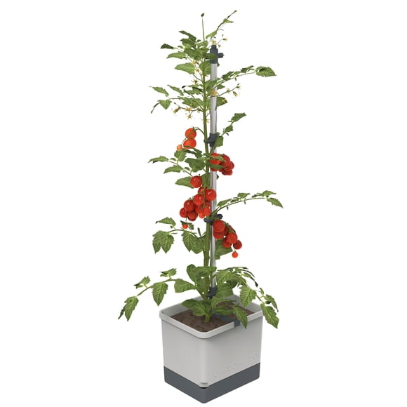 Plantadora vertical de tomates BUZZY Seeds Tom Tomato con espaldera