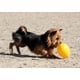 thumbnail image 5 of Juguete para perros Jolly Pets Jolly Egg Yellow 30 cm para perros +18 kg, 5 of 6
