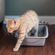 thumbnail image 2 of Petmate Basic Open Plastic Cat Litter Pan, Gray, Small, 2 of 3