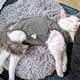 thumbnail image 5 of Traje de recuperación para gato DOTON posoperatorio suave gris talla M, 5 of 5