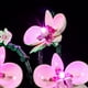 thumbnail image 3 of Kit de iluminación LIGHTAILING para bloques de construcción Bloques 10311 Orchid, 3 of 3