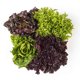 thumbnail image 2 of Lechuga Premium, 1 Un, 2 of 2