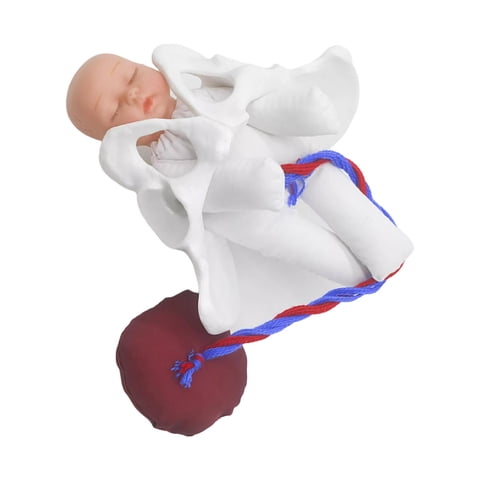 Magideal - Modelo De Pelvis Femenina, Modelo , Modelo De Pelvis Femenina Para Exhibición De Enseñanza