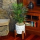 thumbnail image 5 of Spanish Mosser Lee ML0560, 4,1 L, para plantas de interior, 5 of 9