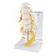 thumbnail image 1 of Modelo anatómico de columna vertebral GPI Anatomicals de 5 piezas con sacro, 1 of 5