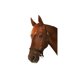 thumbnail image 1 of Cabestro ROMA Everyday negro de nailon ajustable para cob, 1 of 1