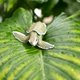 thumbnail image 4 of Figura Kemp's Ridley Sea Turtle Baby de Safari Ltd., 13 cm, 4 of 5