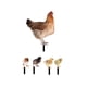 thumbnail image 2 of 1 Juego de figuritas de decoración de suelo realistas de acrílico para jardín, estacas de estatua de animales, escultura de pollo para patio trasero,, 2 of 5