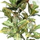 thumbnail image 2 of Planta Decorativa Arbol Croton 120Cm, 2 of 3