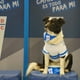 thumbnail image 4 of Camiseta para Perro Universidad Catolica - Talla XL, 4 of 8