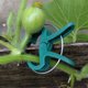 thumbnail image 4 of 40 pinzas para plantas, pinzas para tomates y soporte para plantas de jardinería, pinzas para plantas trepadoras, pinzas para enredaderas para enderezar., 4 of 8