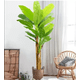 thumbnail image 2 of Artificial banano arbol planta arbusto 210 Mt  aspecto real verde, 2 of 5