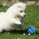thumbnail image 3 of Pelota de goma Nerf Dog Crunch and Squeak, color azul, 3 of 3