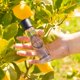 thumbnail image 4 of Perfume Panier des Sens Provence Citrus Eau de Toilette, 50 ml, 4 of 6