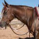 thumbnail image 2 of Headsetter Professional's Choice AD Yo Yo para Caballo, 2 of 3
