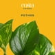 thumbnail image 3 of Live Plant Costa Farms Golden Pothos en maceta decorativa, 3 of 9