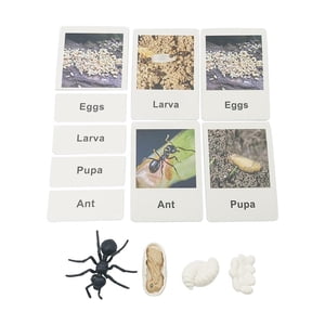 Bothyi - Juego De Ciclo De Vida De Crecimiento Animal Juguetes De Aprendizaje De La Naturaleza Para Niños De 4 A 8 Años