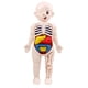 thumbnail image 2 of Torso Humano Cuerpo Modelo Anatomía órganos Internos Anatómicos Herramientas De Ense?anza, 2 of 5