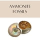 thumbnail image 4 of Fósiles Fabrvog 4‑5 cm con Caja y Lupa, 4 of 6