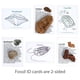 thumbnail image 5 of Kit de colección Fossil Dancing Bear con 12 especímenes fósiles, 5 of 9