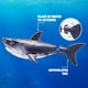 thumbnail image 2 of Robo Alive Robo Shark, paquete de 2 juguetes activados por agua, 2 of 9