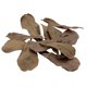 thumbnail image 1 of Decoración para Acuario Fluval Betta - Paquete de 10 Hojas de Almendra, 1 of 2