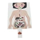 thumbnail image 2 of Sistema Digestivo Humano Órgano Del Cuerpo Humano Juguetes Educativos Partes Del Cuerpo Humano, 2 of 5