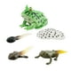 thumbnail image 5 of Montessori Frogs Life Cycle Model Animals Juego Cognitivo Para Niños Proyecto Estilo B, 5 of 5