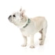 thumbnail image 2 of Collar Fuzzyard para perros TUCSON S (25-32 cm), 2 of 2