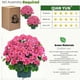 thumbnail image 2 of Planta artificial en maceta QIANYUN de 20 cm con geranios falsos, 2 of 7