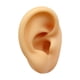 thumbnail image 5 of Modelo De Oreja De Silicona Reutilizable Para Exhibición De Aretes Y Venta De Fotos Oreja Izquierda, 5 of 5