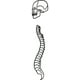 thumbnail image 1 of Decomural Skull And Spine Skeleton Halloween WS-18642, 1 of 2