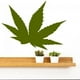 thumbnail image 2 of Decomural Weed Cannabis Leaf WS-33474, 2 of 2