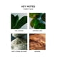 thumbnail image 3 of Vela NEST New York 230 g Forest Rain – Pack de 2, 3 of 8