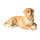 thumbnail image 2 of Escultura De Perro Realista, Regalos Coleccionables, Decoración Artística, Figura De Animal, Golden Retriever, 2 of 3