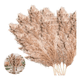 thumbnail image 2 of Ramas pampas grass 10 pzs 100 cm decoración, 2 of 3