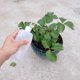 thumbnail image 4 of Xiao Hua Paquete de 2 Tetera Pequeña para Riego en Interiores, Adecuada para Plantas de Interior, Botella Blanca Exprimible, Tetera Pequeña para Riego de Plantas de Interior, Tetera de Riego de, 4 of 4