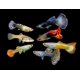 thumbnail image 1 of Peces de acuario Swimming Creatures - 15 guppies surtidos, 1 of 8