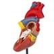 thumbnail image 5 of Modelo anatómico de corazón Axis Scientific Deluxe a tamaño natural, 5 of 9