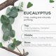 thumbnail image 2 of Aceite esencial AROMA COUNTRY Eucalyptus 100% orgánico puro 120 ml, 2 of 7