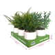 thumbnail image 5 of Planta articial ficus variegado, producto surtido 1 un, 5 of 6