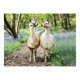 thumbnail image 2 of Puzzle XXL Llama Love 100 Piezas, 2 of 2