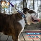 thumbnail image 2 of Collar para perro Country Brook Petz Tie Dye Flowers Nylon Martingale, 2 of 9